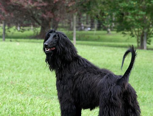 Afghan Hound – foto 2