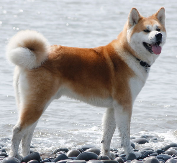Akita – foto 3