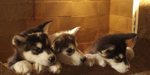 Alaskan Malamute – foto 2