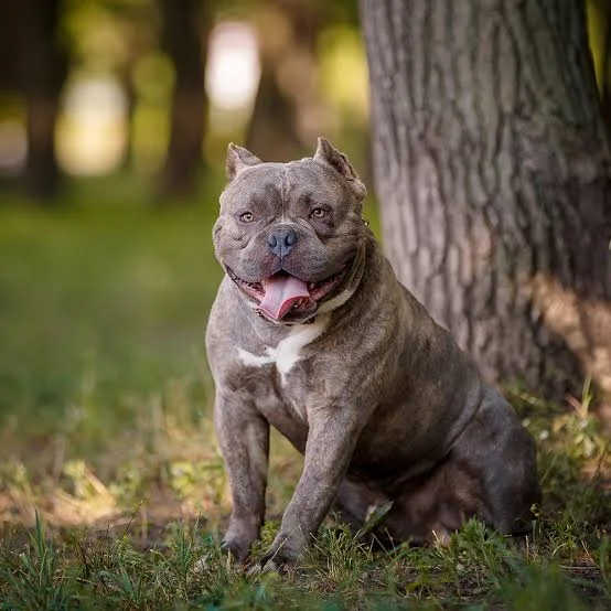 American Bulldog