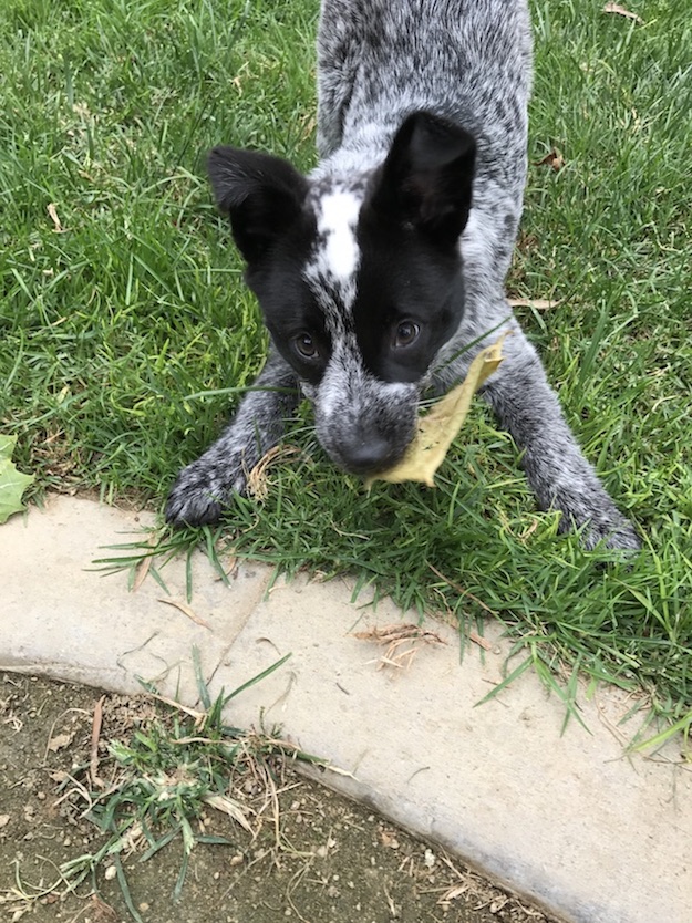 Australian Cattle Dog – foto 2