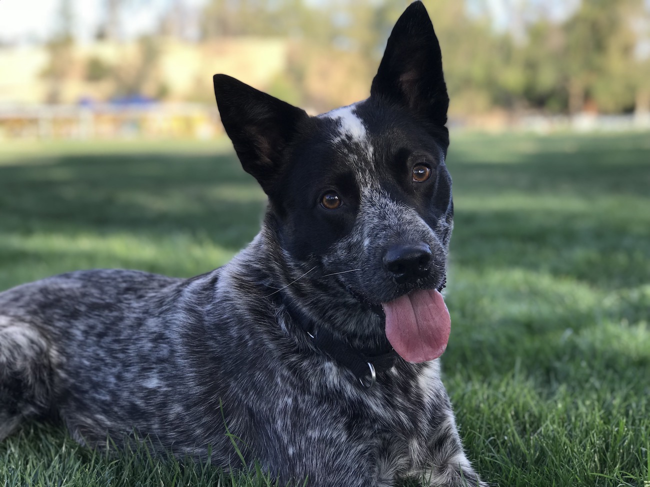 Australian Cattle Dog – foto 3
