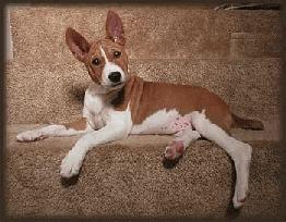 Basenji – foto 2