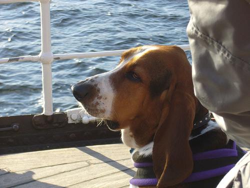 Basset Hound – foto 2