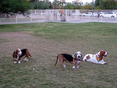 Basset Hound – foto 3