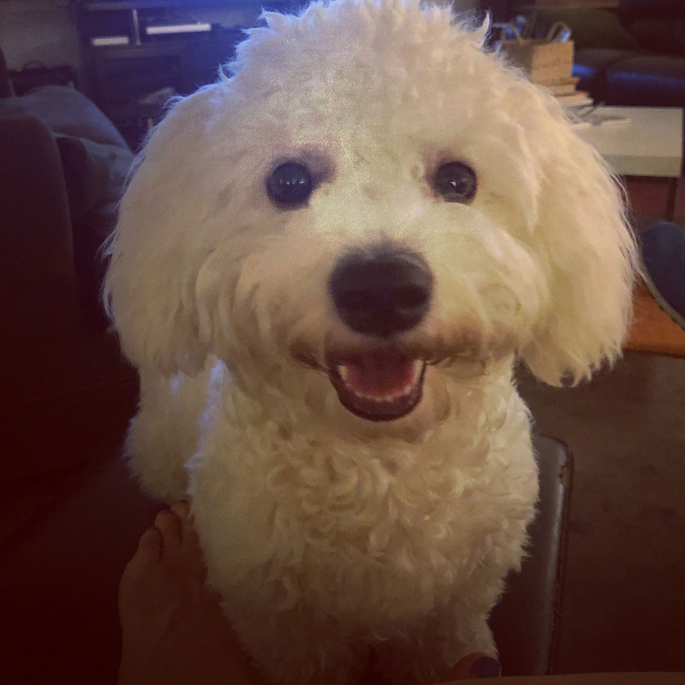 Bichon Frisé – foto 3