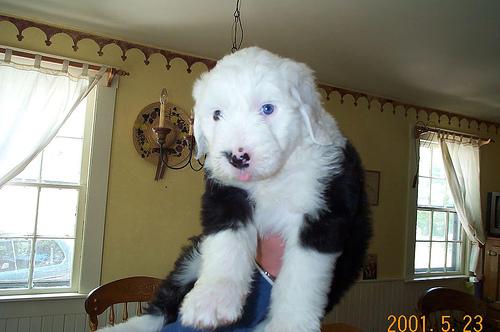 Bobtail – foto 3