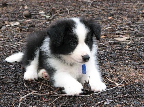 Border Collie – foto 3