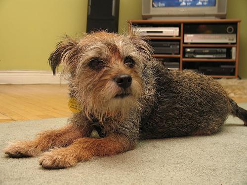 Border Terrier