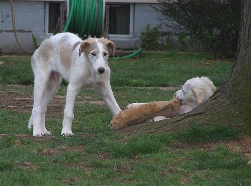 Borzoi – foto 3