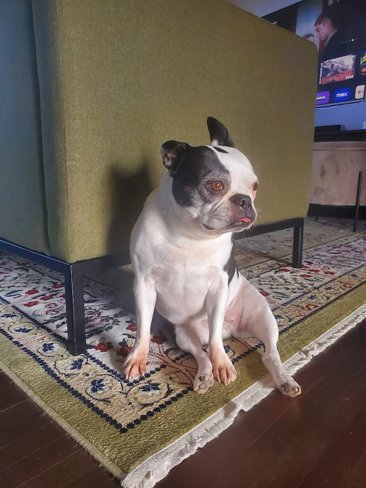 Boston Terrier – foto 3