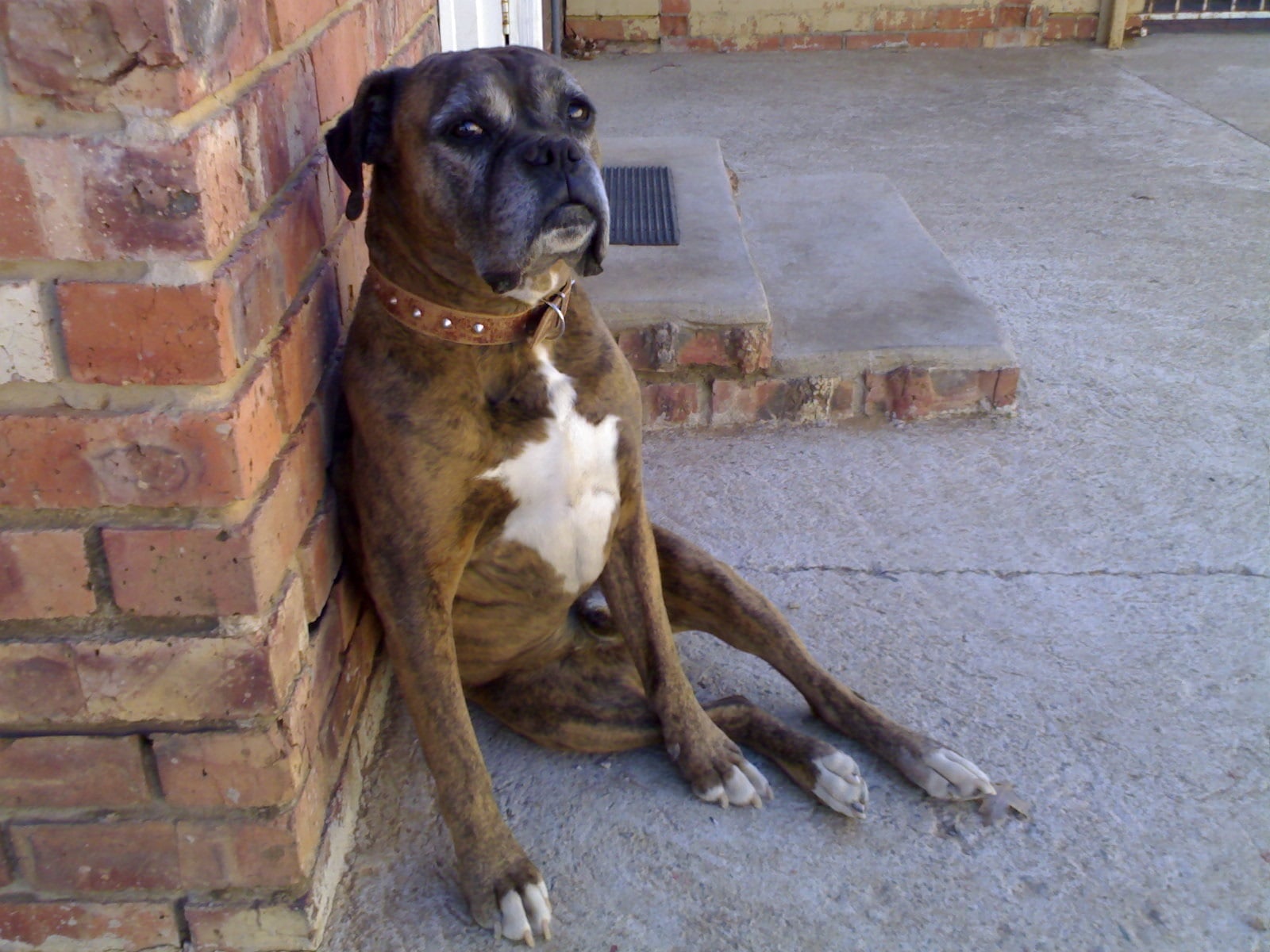 Boxer – foto 2