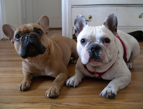 Bulldog Francês – foto 2
