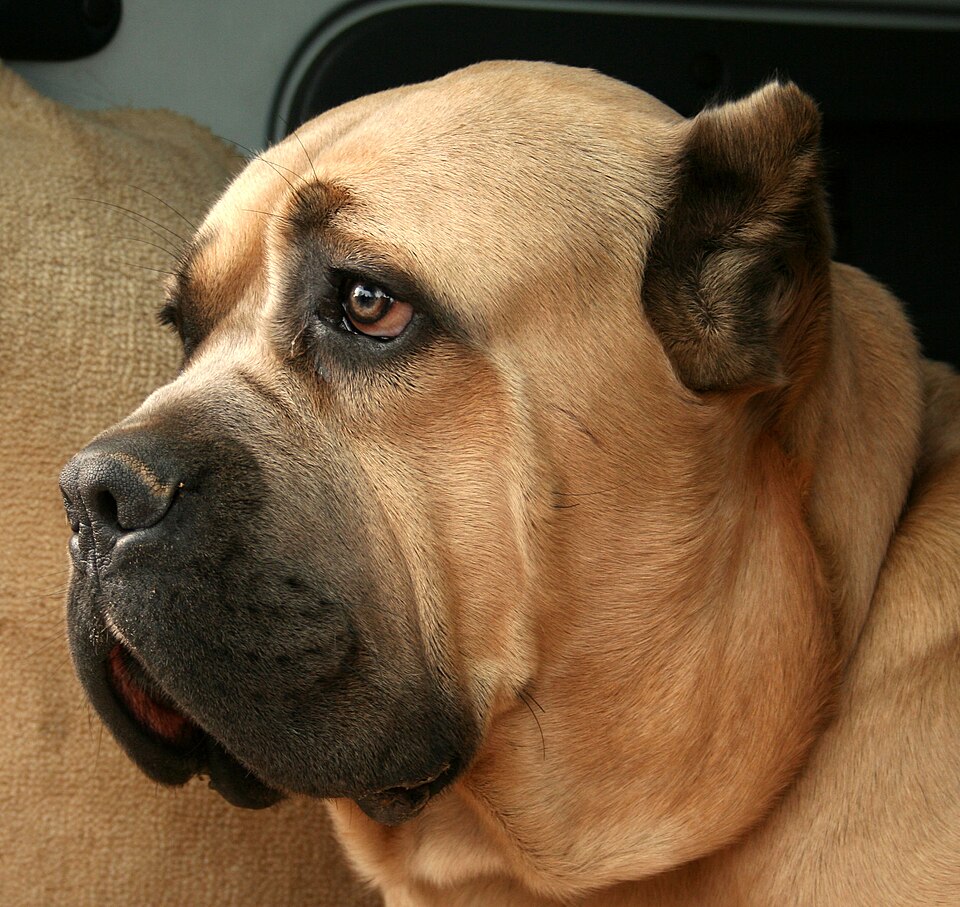 Cane Corso – foto 3