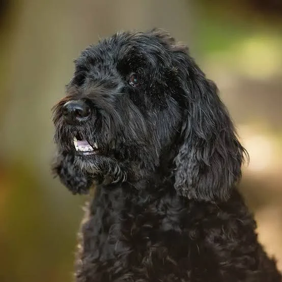 Cão de Água Português