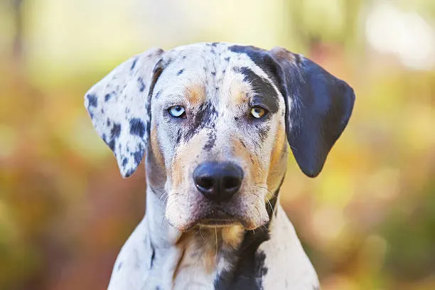 Catahoula