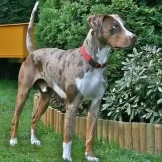 Catahoula – foto 2
