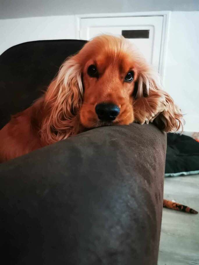 Cocker Americano – foto 3