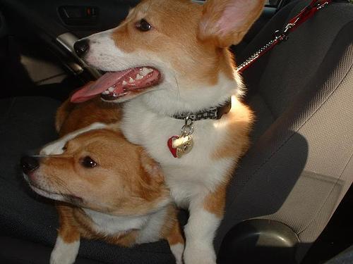 Corgi Pembroke – foto 3