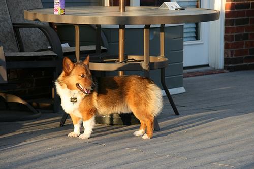 Corgi Pembroke — energia moderada e personalidade marcante