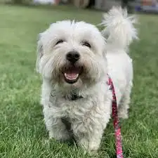Coton de Tuléar – foto 3