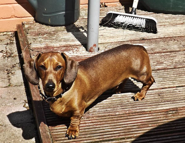 Dachshund – foto 2