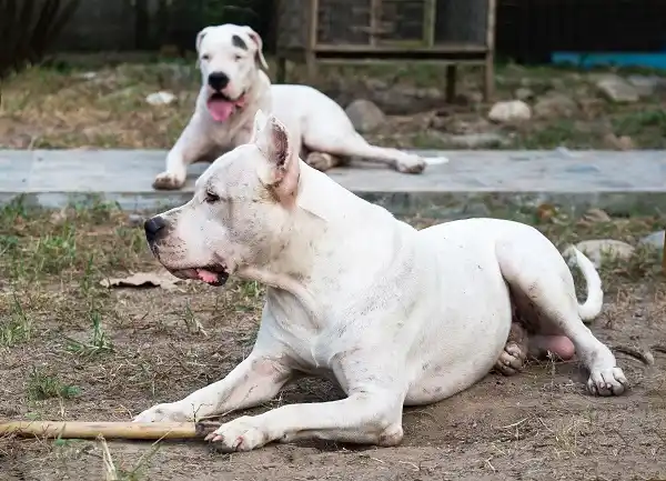 Dogo Argentino – foto 2