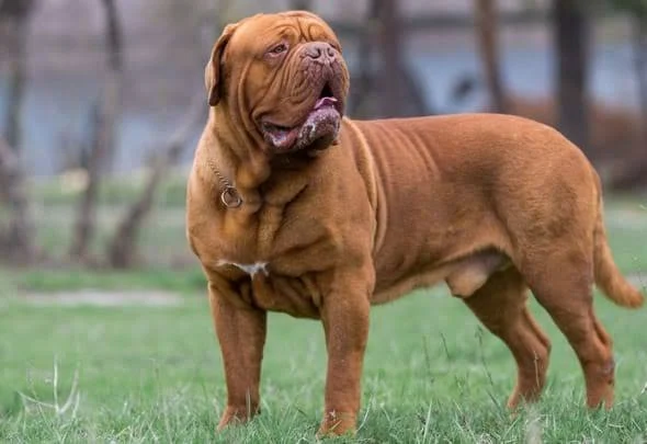 Dogue de Bordeaux – foto 2
