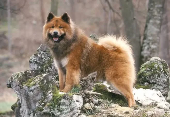 Eurasier – foto 2