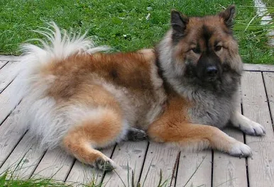 Eurasier – foto 3