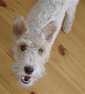 Fox Terrier – foto 2