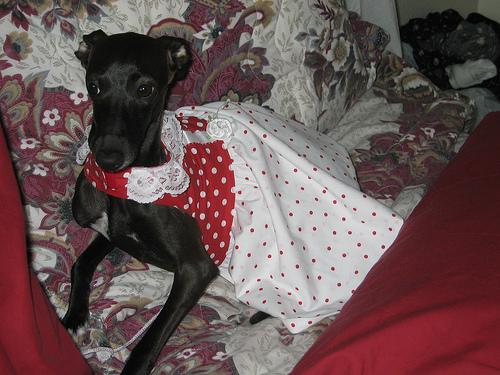 Galgo Italiano – foto 2