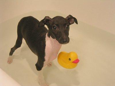 Galgo Italiano – foto 3