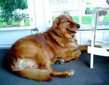 Golden Retriever