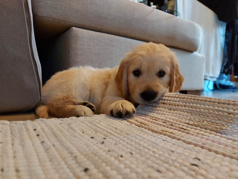 Golden Retriever – foto 2