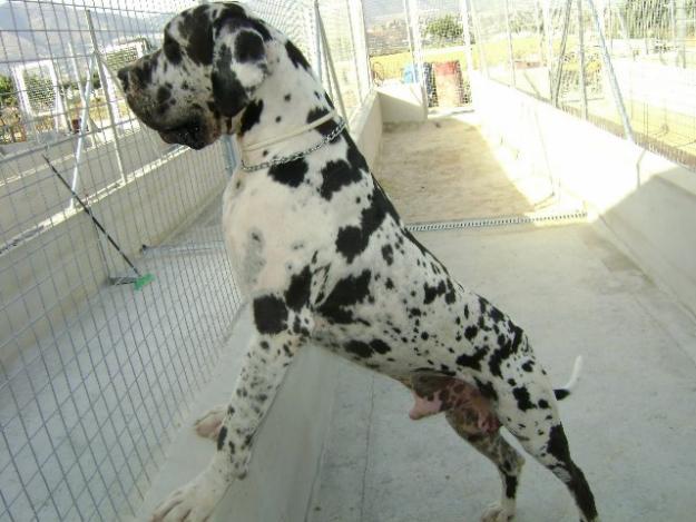Great Dane – foto 2