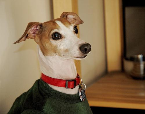 Greyhound – foto 2