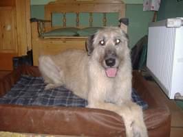 Irish Wolfhound – foto 2