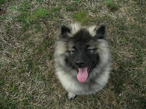 Spitz Alemão (Keeshond)