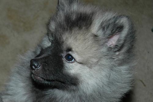 Spitz Alemão (Keeshond) – foto 2