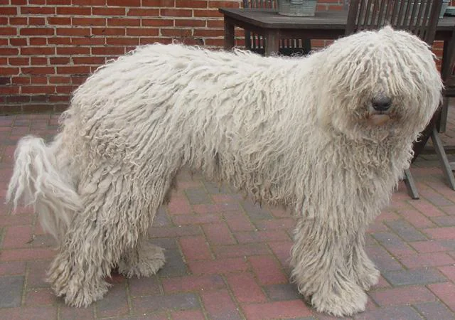 Komondor – foto 2