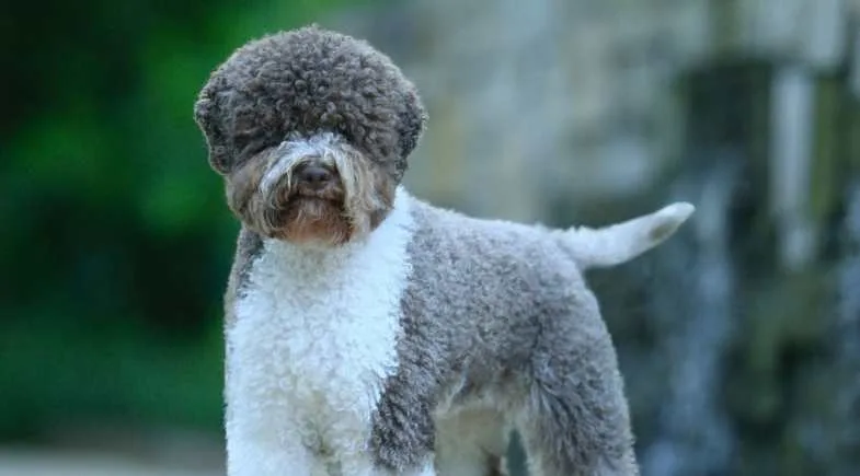 Lagotto Romagnolo – foto 3