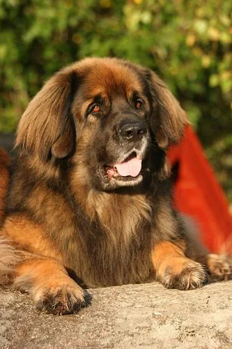 Leonberger – foto 2