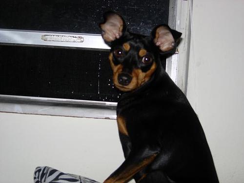 Pinscher Miniatura – foto 3