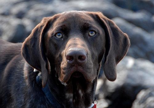 Pointer Alemão