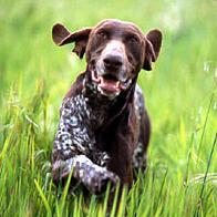 Pointer Alemão – foto 2