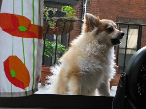 Pomerânia
