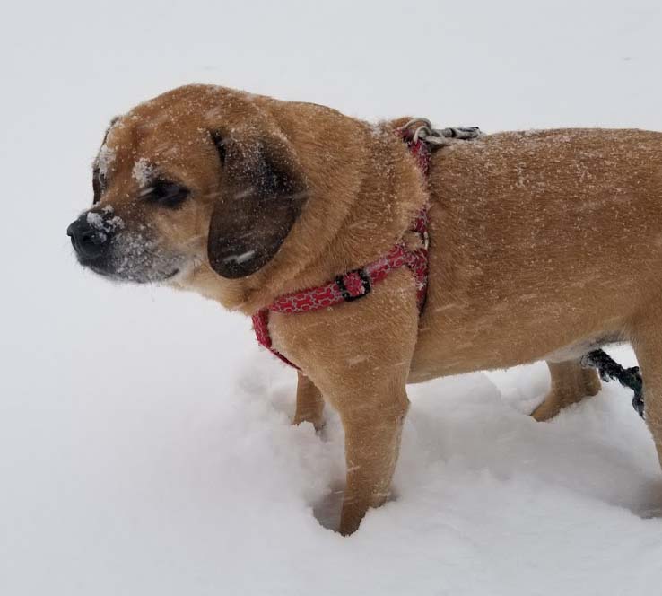 Pug – foto 2