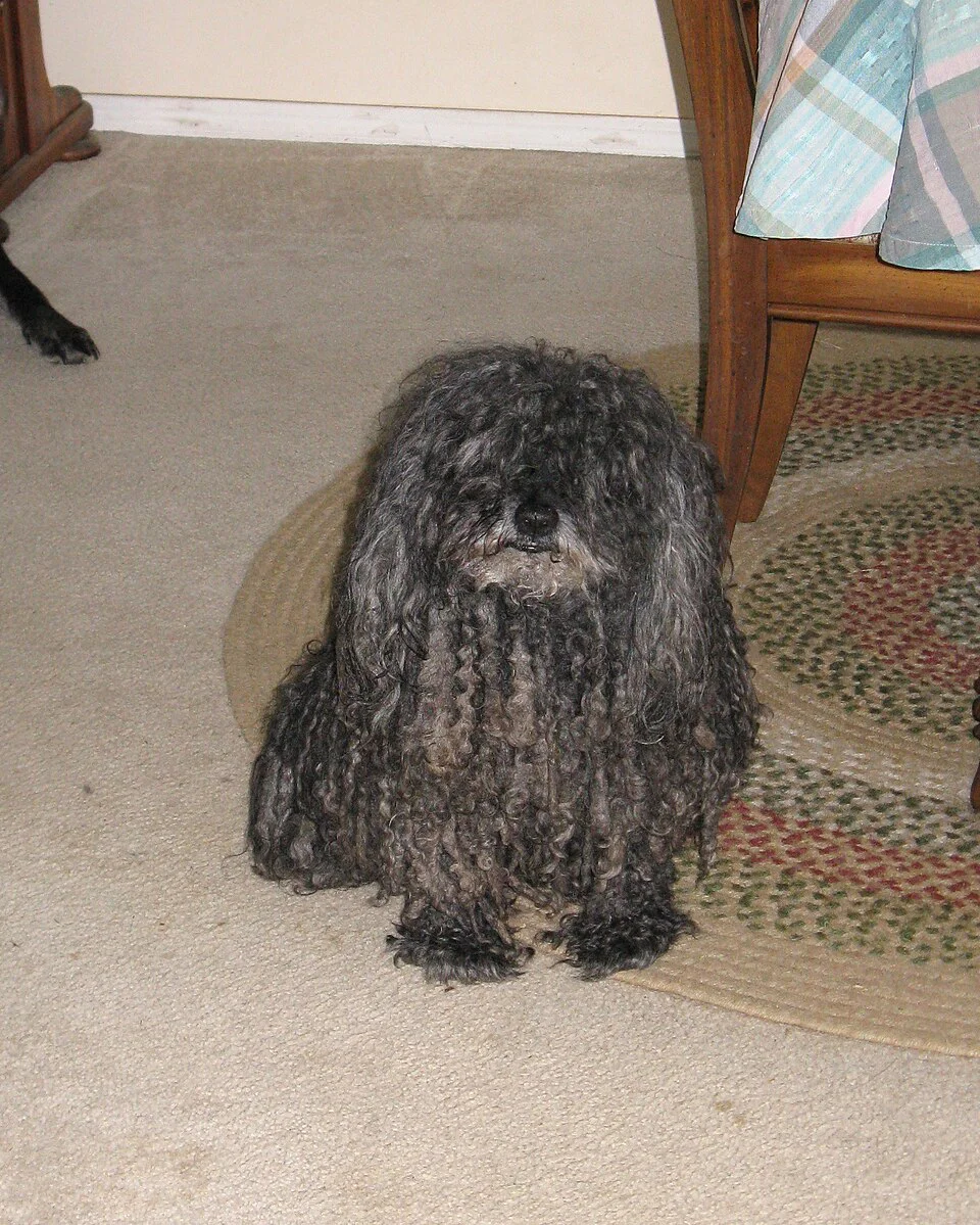 Puli – foto 3