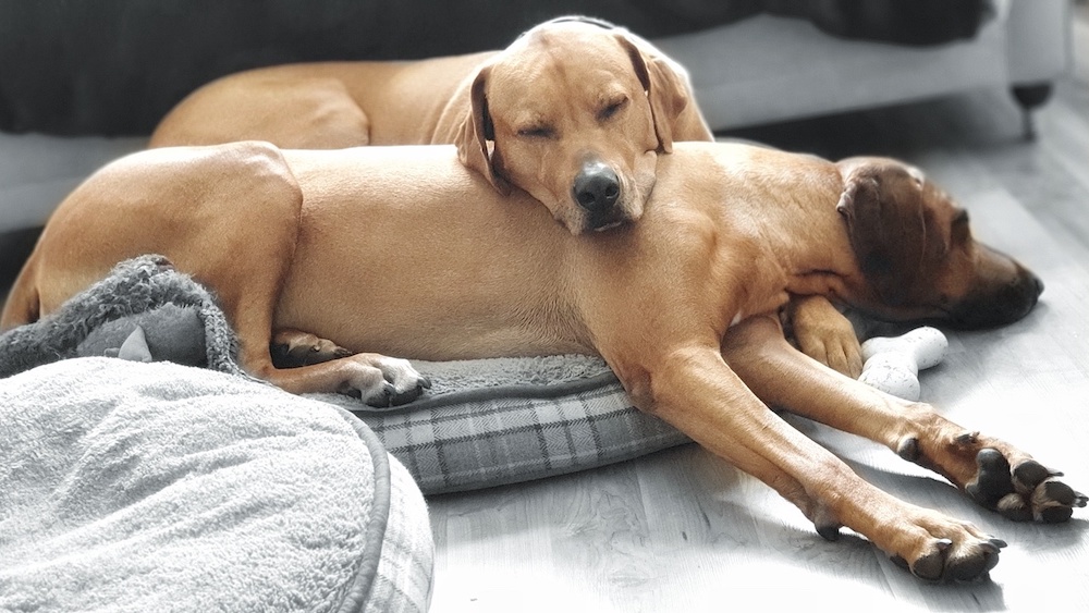 Ridgeback Rodesiano
